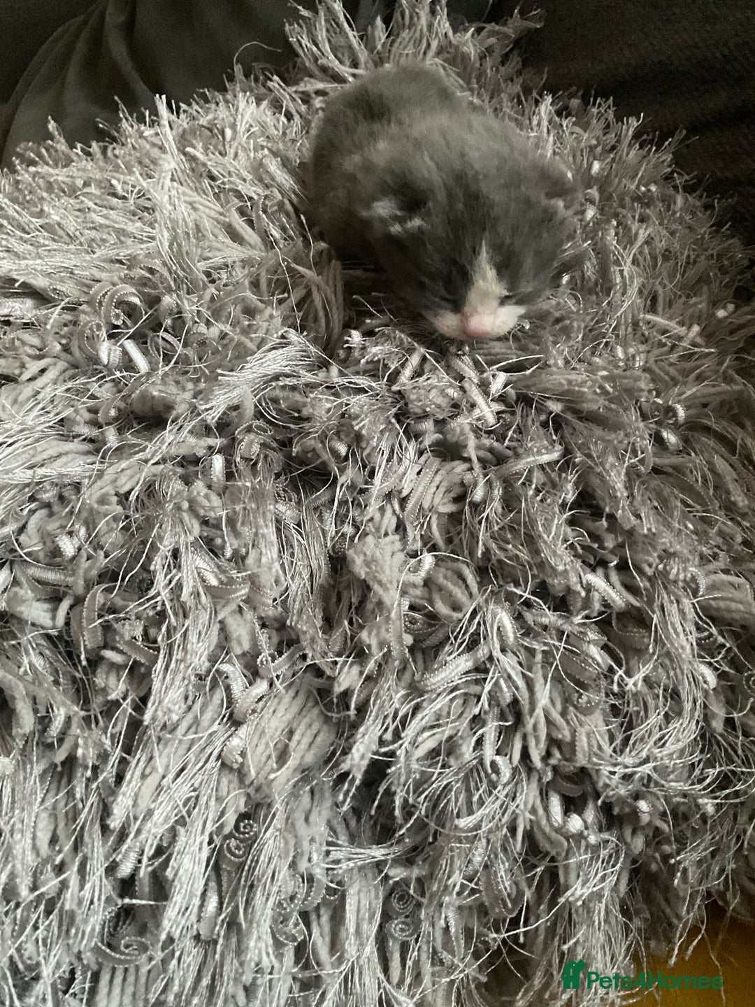 Mixed Breed cats for sale: Looking for loving home for  **   - Image 5