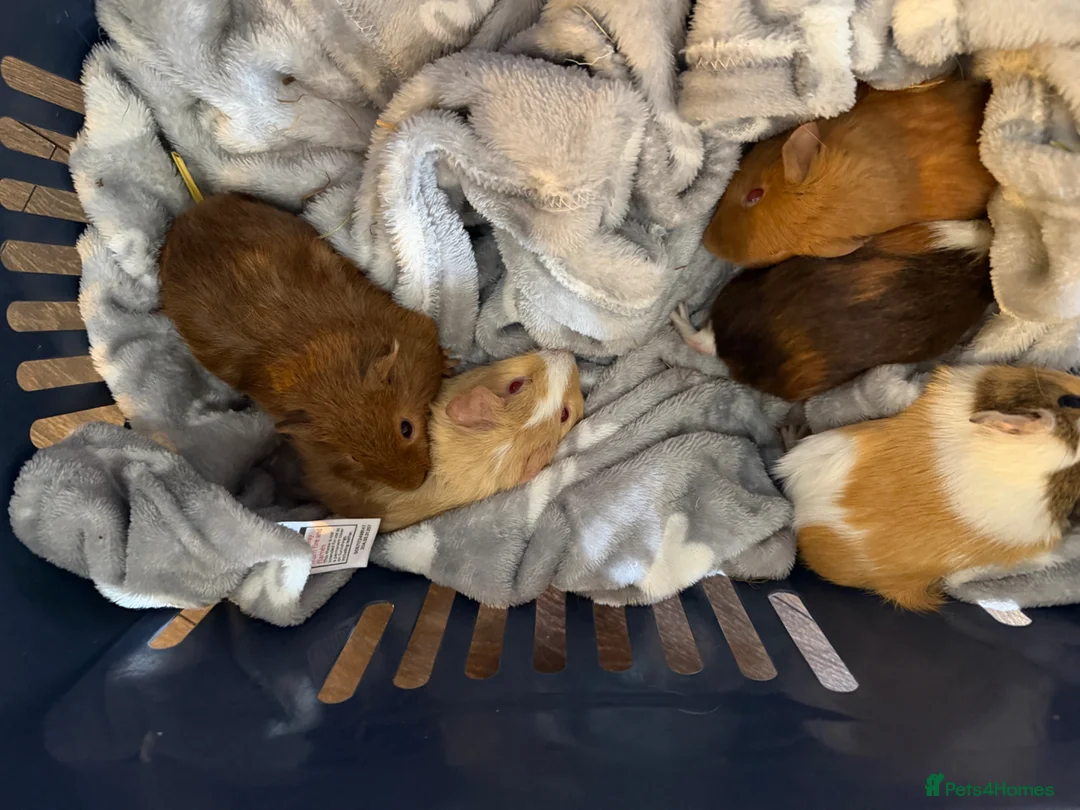 Guinea Pig rodents for sale: 2 Abyssinian x Rex and 3 teddy x Cali sows ready  - Advert 9