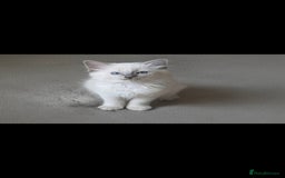 Ragdoll cats for sale: Beautiful blue ragdoll kittens - Image 7