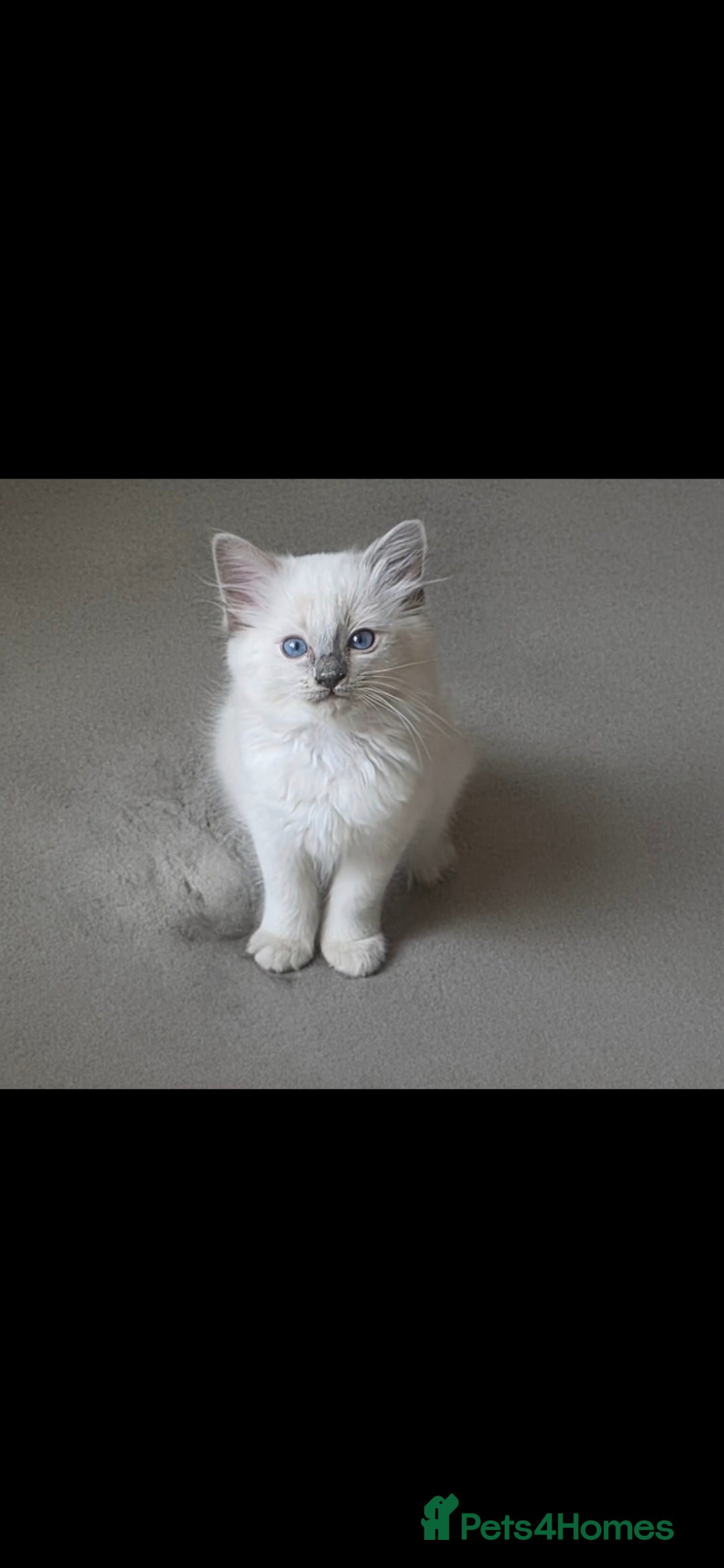 Ragdoll cats for sale: Beautiful blue ragdoll kittens - Image 7