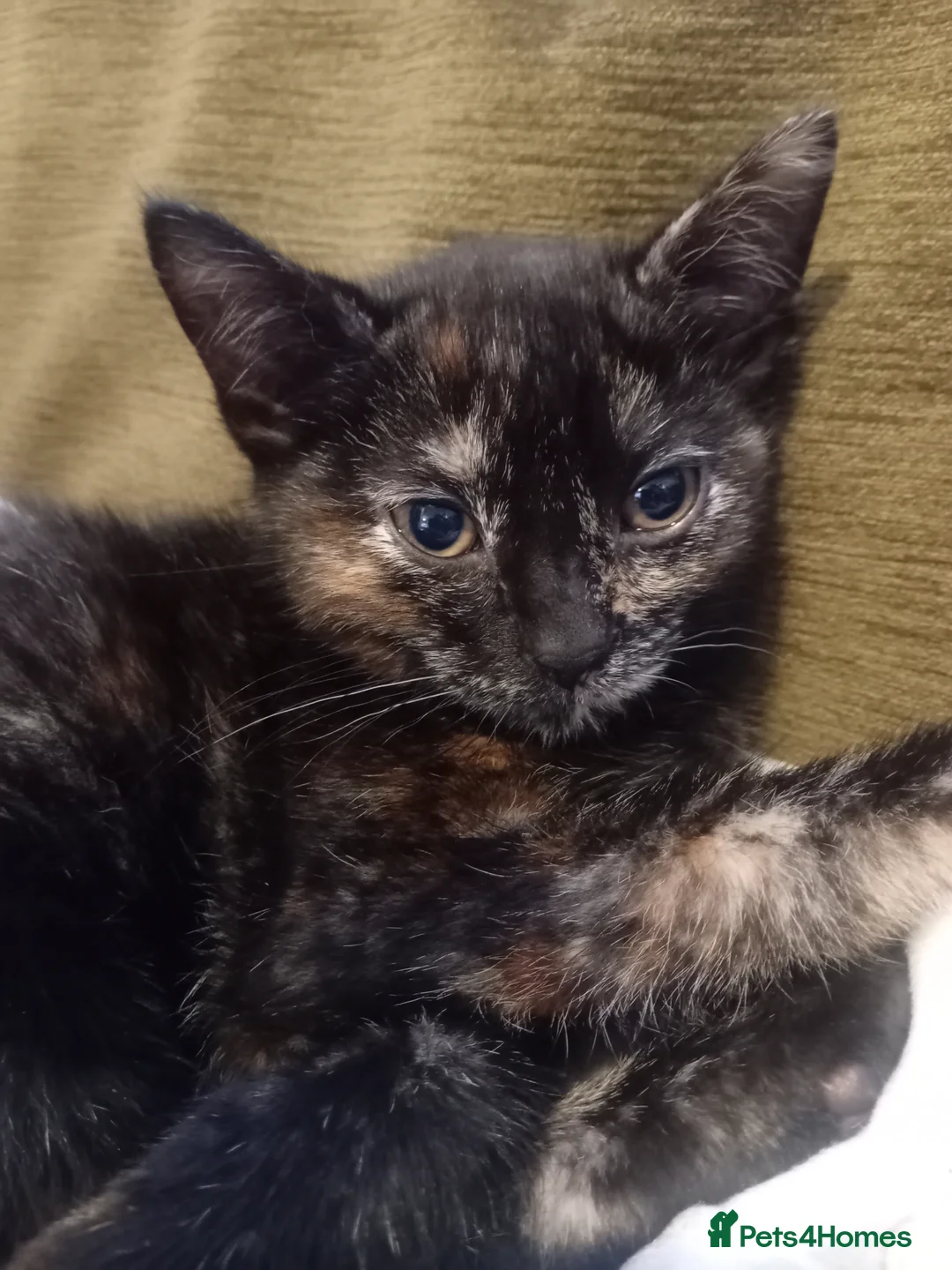 Mixed Breed cats for sale: Kitten for sale - Advert 3
