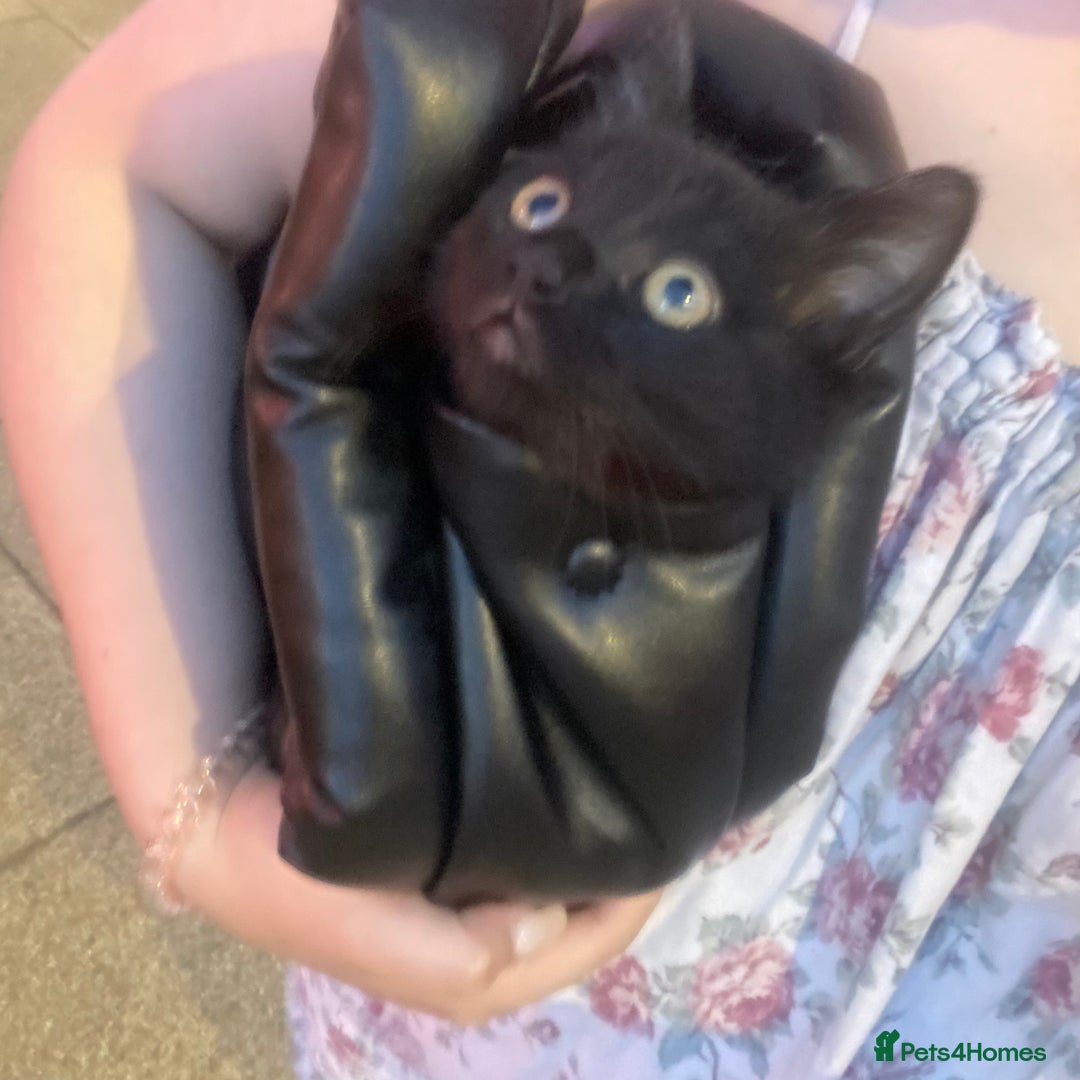 Himalayan cats for sale: Gorgeous Last kitten Girl 🩷 found home ‼️‼️ - Image 5