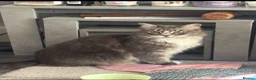 Mixed Breed cats for sale: Misty-Blue - Advert 3