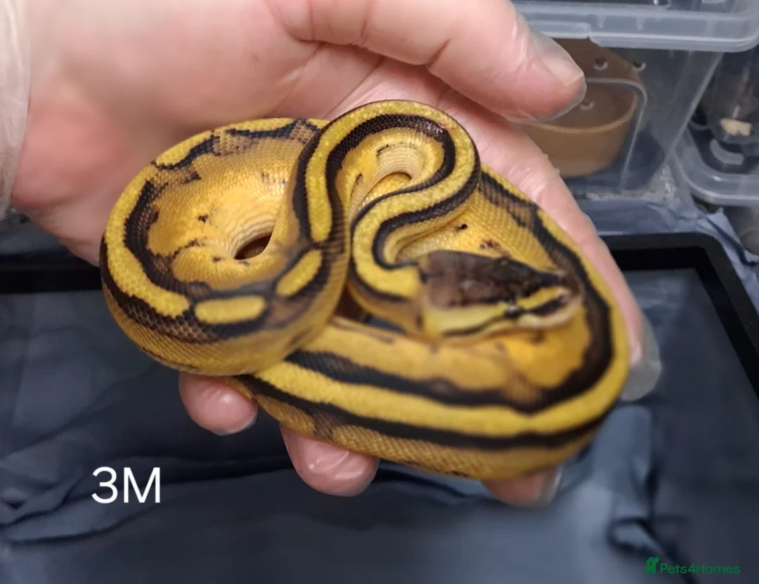 Python Snake reptiles for sale: Hatchling Royal Python's Male  - Advert 3