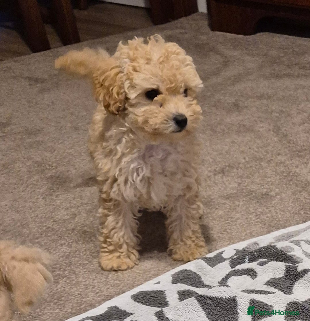 Poodle dogs for sale: Poodle pups - Image 2