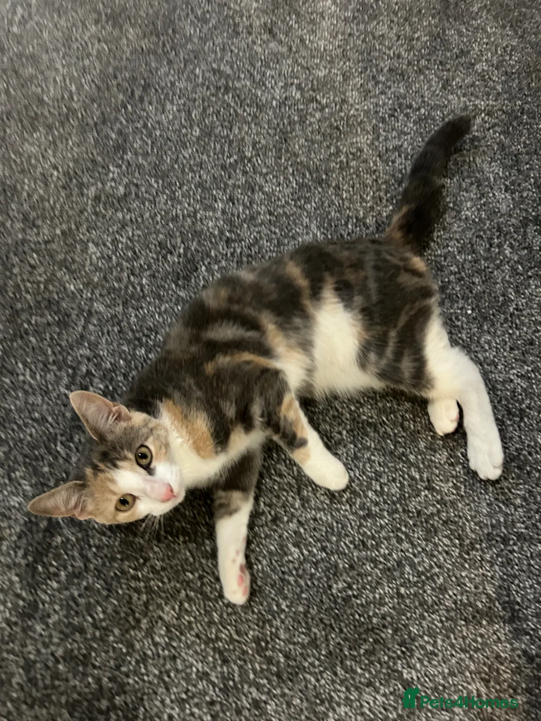 Mixed Breed cats for sale: Female cat looking for new home - Advert 2