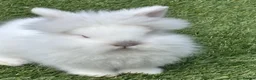 Lionhead rabbits for sale: Double Manned Lionhead Dwarf Rabbits in Leicester - Advert 7