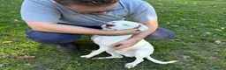 Mixed Breed dogs for adoption: Aspen (deaf puppy needing a special home) in Bude - Advert 9