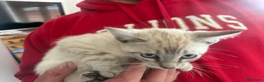 Bengal Kitten 1