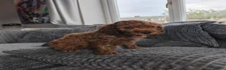Cockapoo dogs for sale: Beautiful trio of Cockapoos for sale - Advert 20