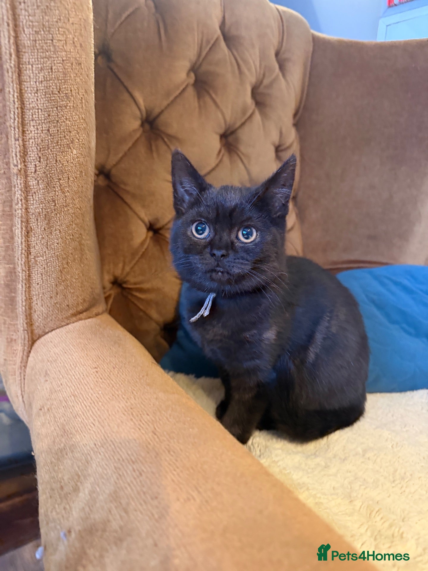 British Shorthair cats British Shorthair kittens various colours  - Advert 1