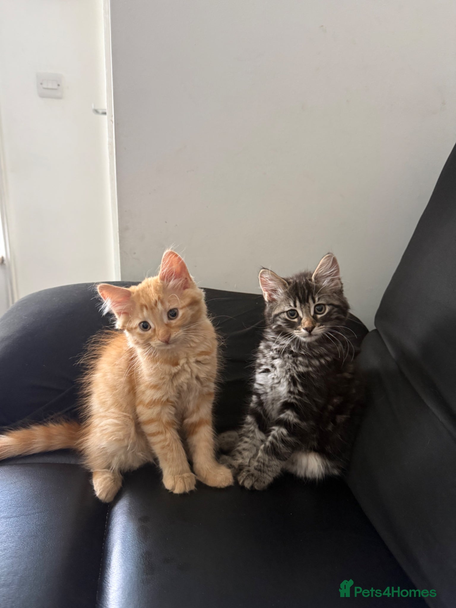 Mixed Breed cats 2 male kittens tabby grey ginger white  - Advert 3