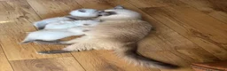 Ragdoll cats for sale: Beautiful Pure Ragdoll kittens - Advert 25
