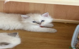 Ragdoll cats for sale: Gccf registered ragdoll kittens  - Image 26