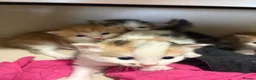 Mixed Breed cats for sale: Beautiful kittens - Advert 6