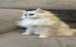 Persian cats for sale: Persian Chinchilla Kittens - Image 17