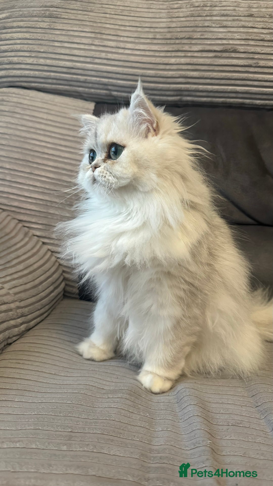 Persian cats for sale: Persian Chinchilla Kittens - Image 17