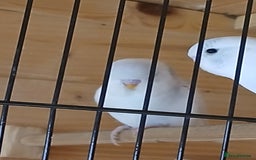 Budgerigars birds for sale: Beautiful baby budgies ready for rehoming - Image 2