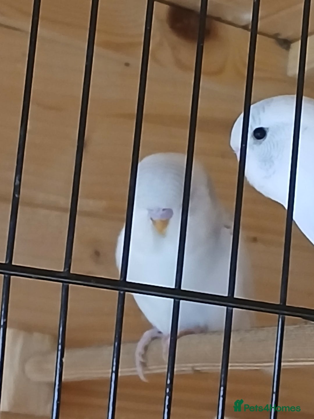 Budgerigars birds for sale: Beautiful baby budgies ready for rehoming - Image 2