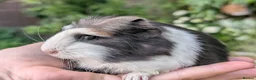 Guinea Pig rodents for sale: Gorgeous Guinea pig pups - Advert 2