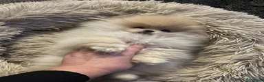 Pomeranian teddy face pups 