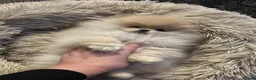 Pomeranian dogs for sale: Pomeranian teddy bear pups  - Advert 4