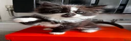Turkish Angora cats for sale: Turkish Angora Playful Kittens - Advert 14