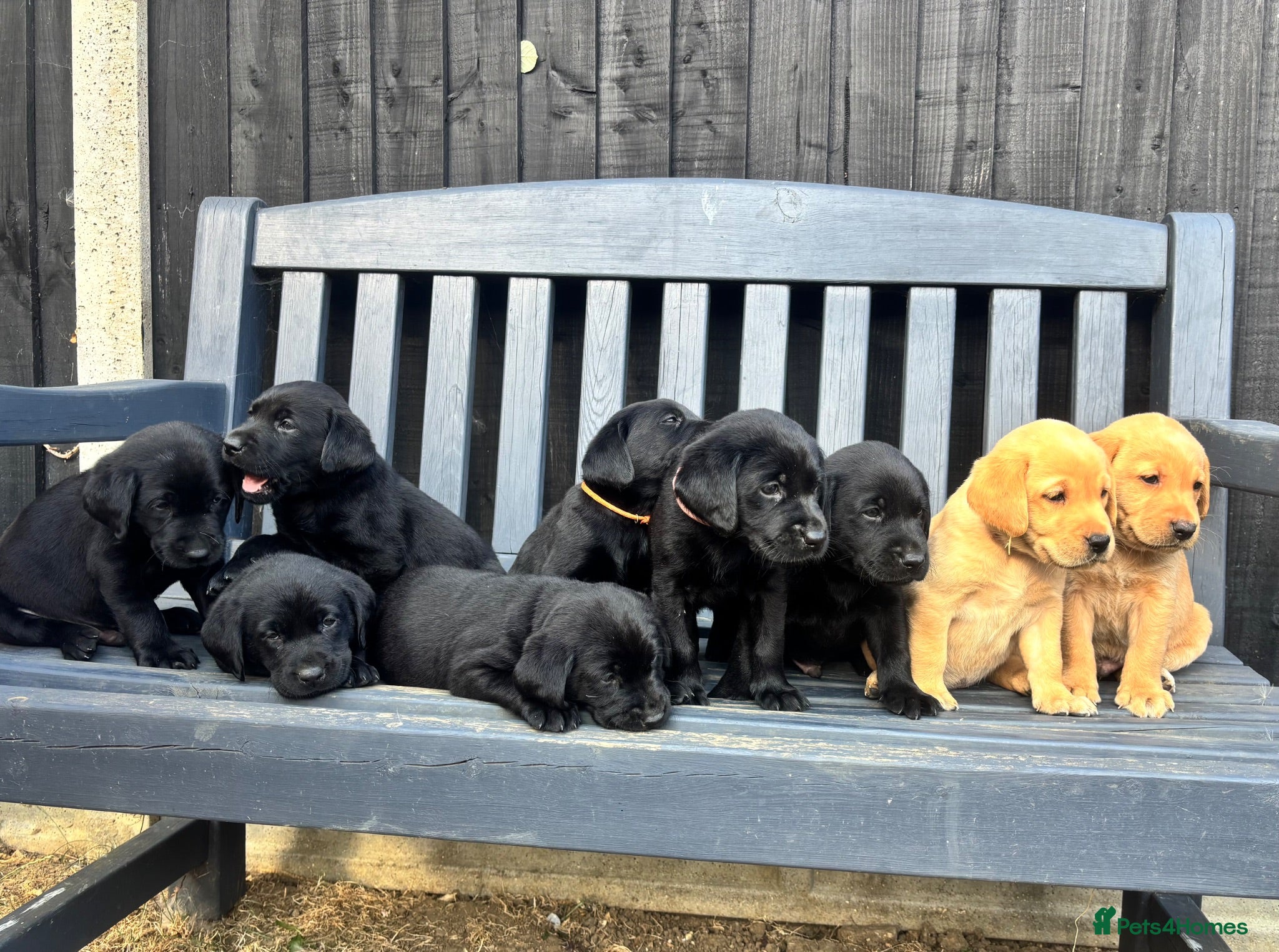 Labrador Retriever dogs Stunning Labrador Puppies  - Advert 14