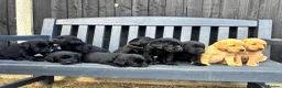 Labrador Retriever dogs for sale: Stunning Labrador Puppies  - Advert 10