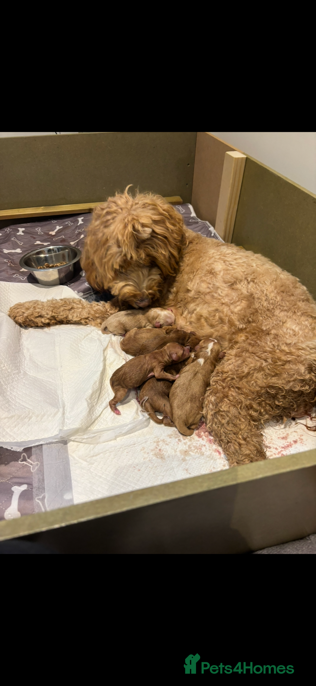 Australian Labradoodle dogs for sale: Pure Australian Labradoodle Puppies ready 30/09/25 - Image 3