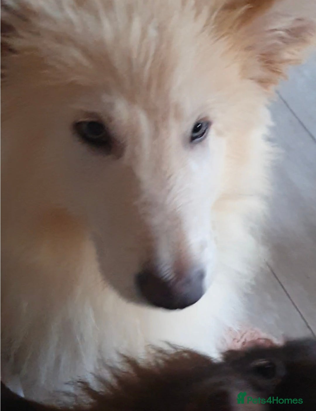 German Shepherd dogs for sale: Stunning white puppy 6 months old ready now in Horsham - Image 3
