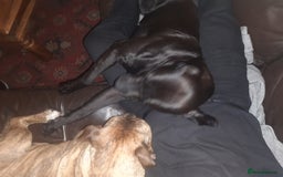 Cane Corso dogs for sale: Cane Corso 2 1/2 looking for new home  - Image 4