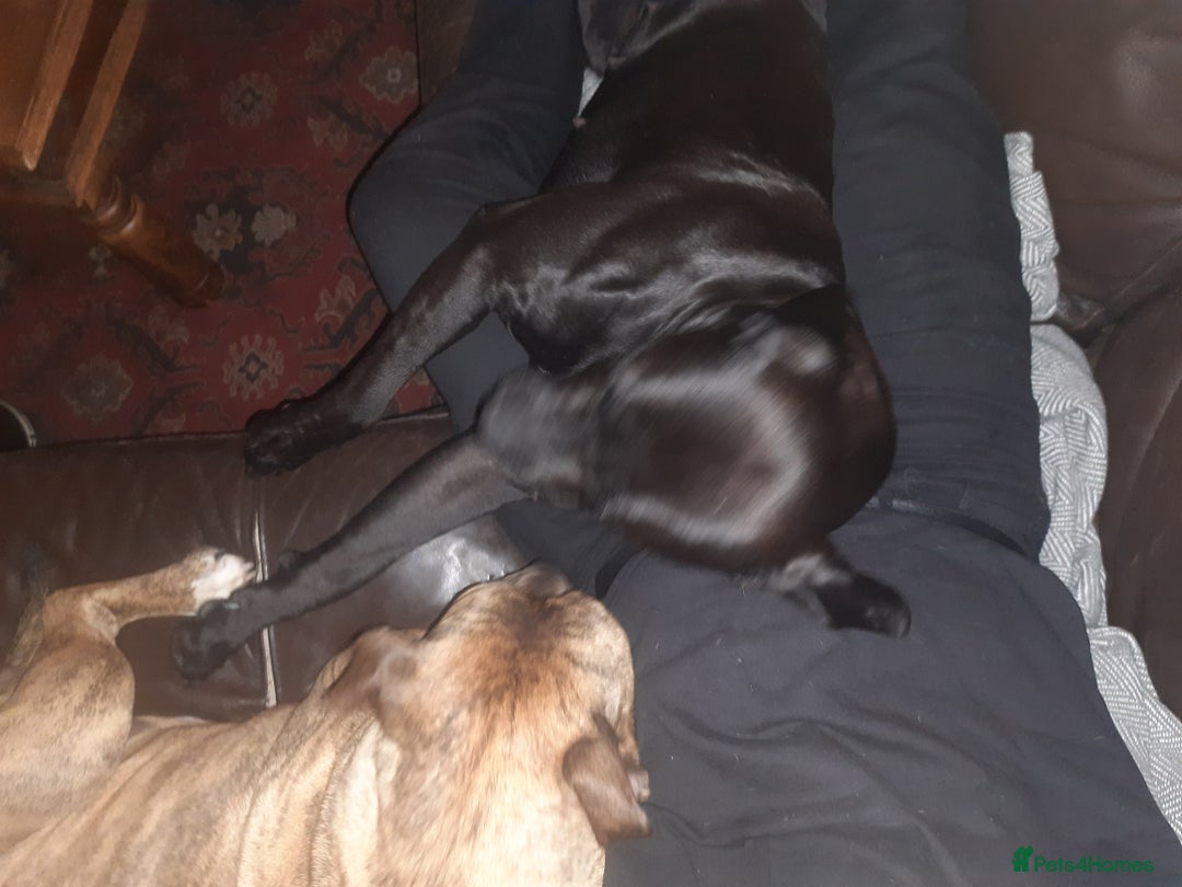 Cane Corso dogs for sale: Cane Corso 2 1/2 looking for new home  - Image 4