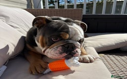English Bulldog dogs for sale: Lovely English Bulldog boy - Image 1