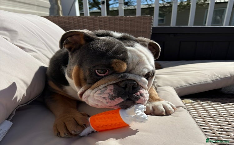 English Bulldog dogs - Advert 1