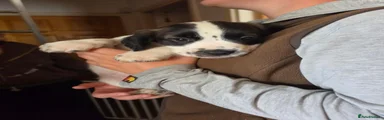 Sprocker 1