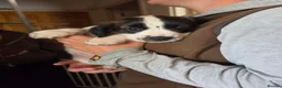 Sprocker dogs for sale: READY NOW Cocker spaniel puppies. - Advert 4
