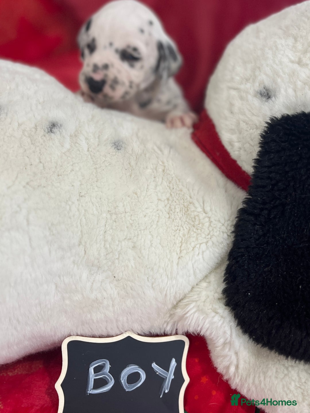 Dalmatian dogs for sale: Top quality Dalmatian puppies 5* homes  - Advert 13