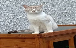 Mixed Breed cats for sale: outdoor Alpha Tom  - Image 7