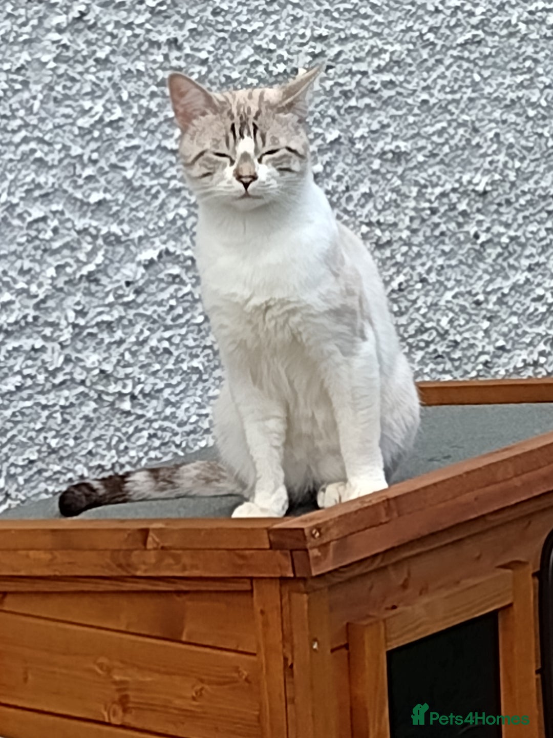 Mixed Breed cats for sale: outdoor Alpha Tom  - Image 7