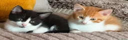 British Longhair cats for sale: Kittens  - Advert 6