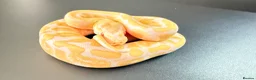 Python Snake reptiles for sale: 1.0 GHI, Leo, 66% het Pied  - Advert 16
