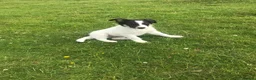Border Collie dogs for sale: Border collie pups - Advert 6