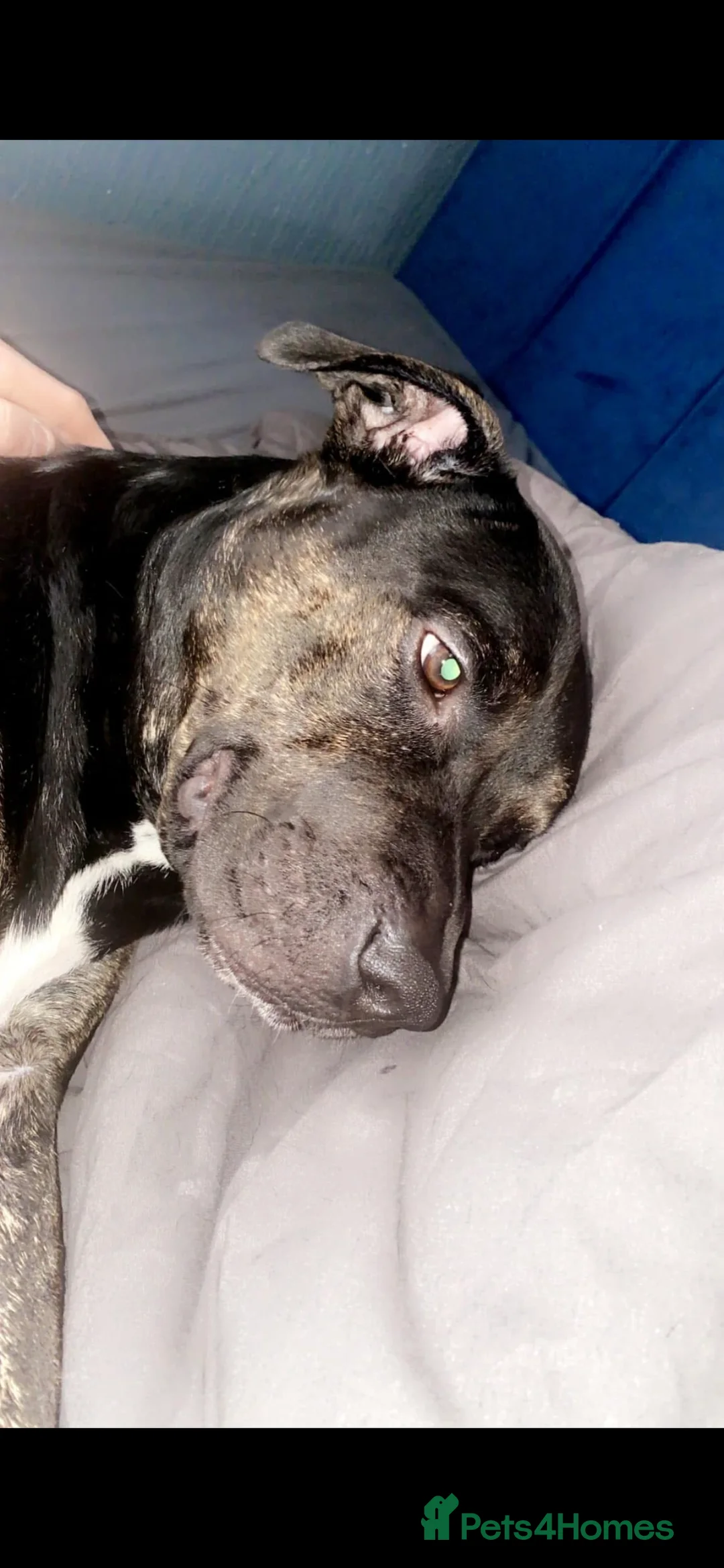 Mixed Breed dogs for sale: This is my boy rocky - Advert 5