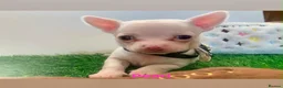 Chihuahua dogs for sale: Tiny chihuahua puppies  - Advert 7