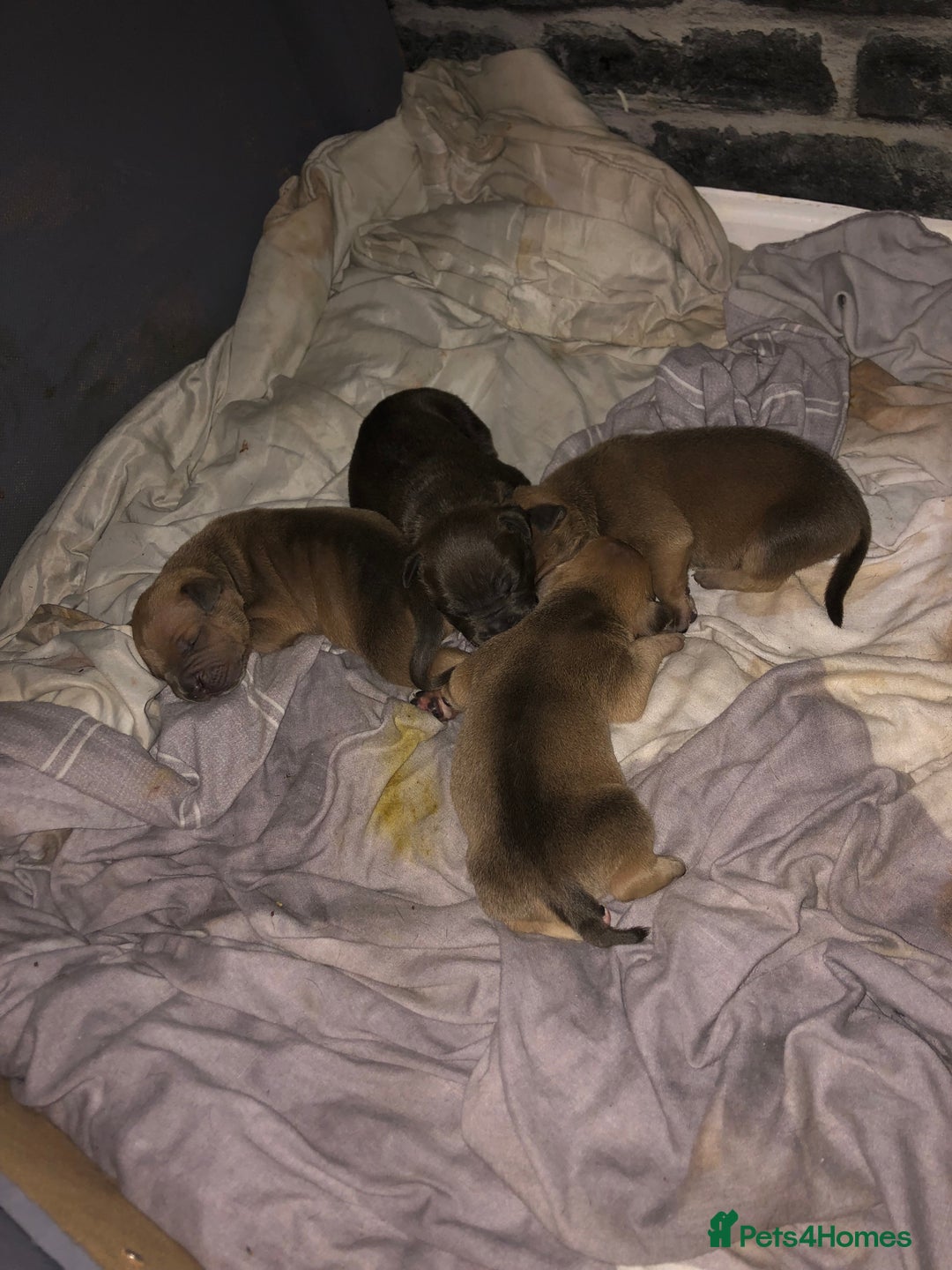 American Bully dogs for sale: Classic American pocket bullys - Image 6