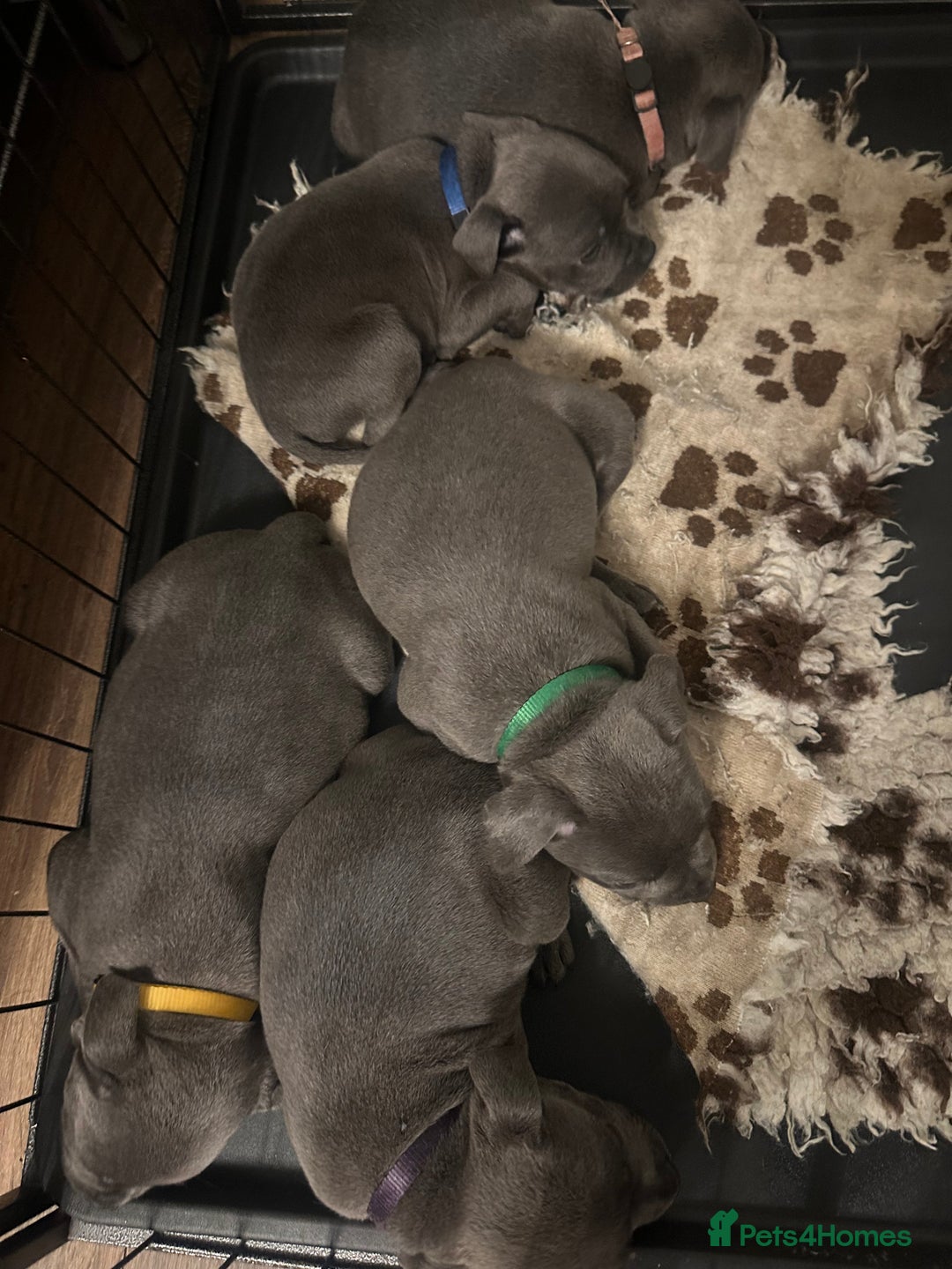 Staffordshire Bull Terrier dogs for sale: KC ⭐️Champion⭐️ bloodline Staffy Ready to leave - Advert 6