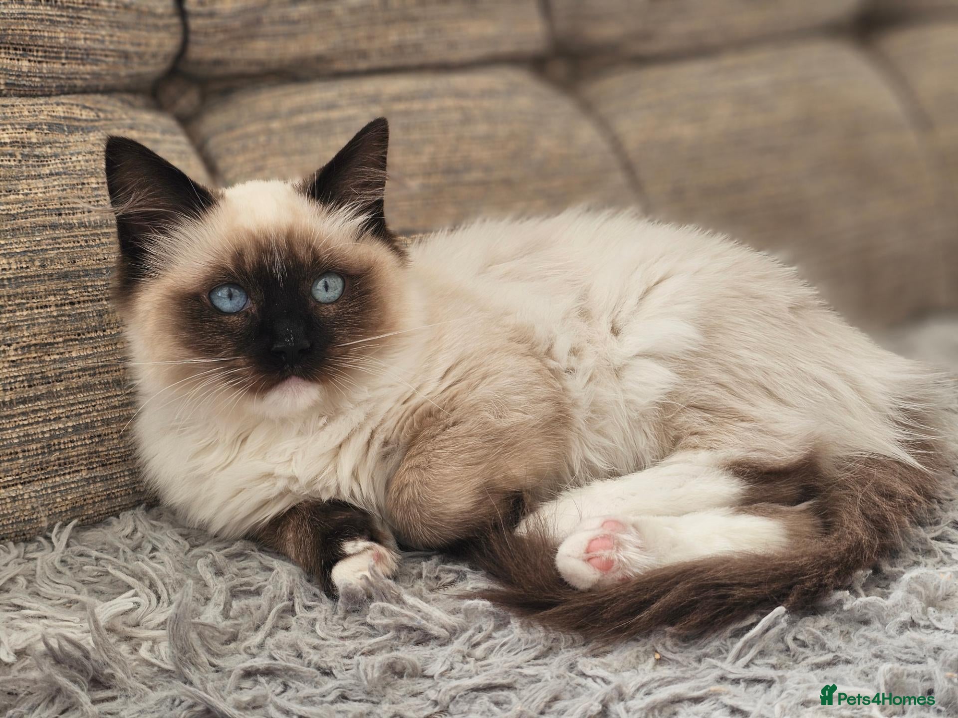 Ragdoll cats Purebred ragdoll  - Advert 2