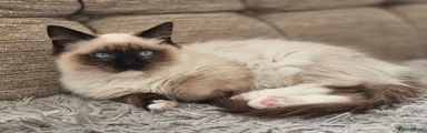 Ragdoll 1
