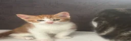 Mixed Breed cats for sale: Kittens for sale in Blackburn - Advert 4